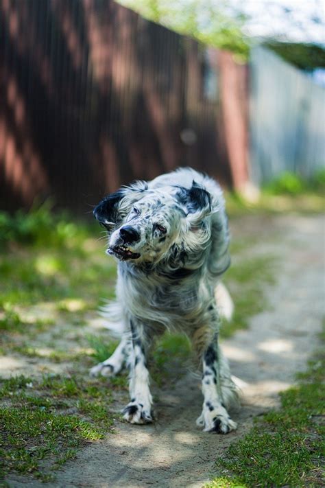 Dog English Setter Shelter Dogs - Free photo on Pixabay - Pixabay