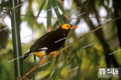 Yellow Faced Myna Mino Dumontii Native To Se Asia Stock Photo