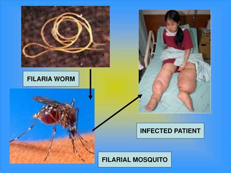 Ppt A Treat For Mosquitoes Powerpoint Presentation Free Download