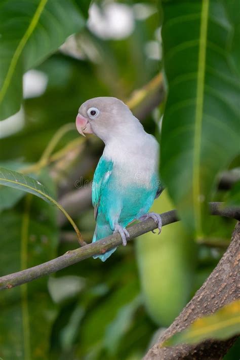 Blauwe Gemaskeerde Dwergpapegaai Personata Agapornis Hot Sex