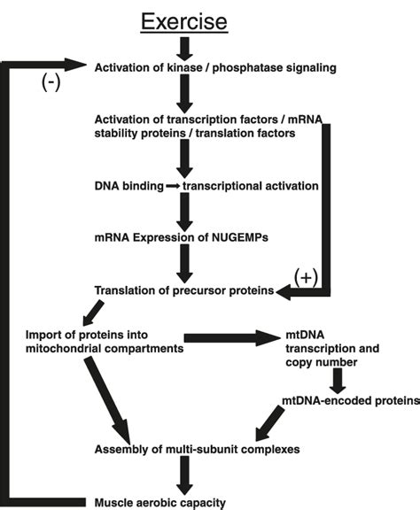 Figure 1 from Mechanisms of exercise-induced mitochondrial biogenesis ... 