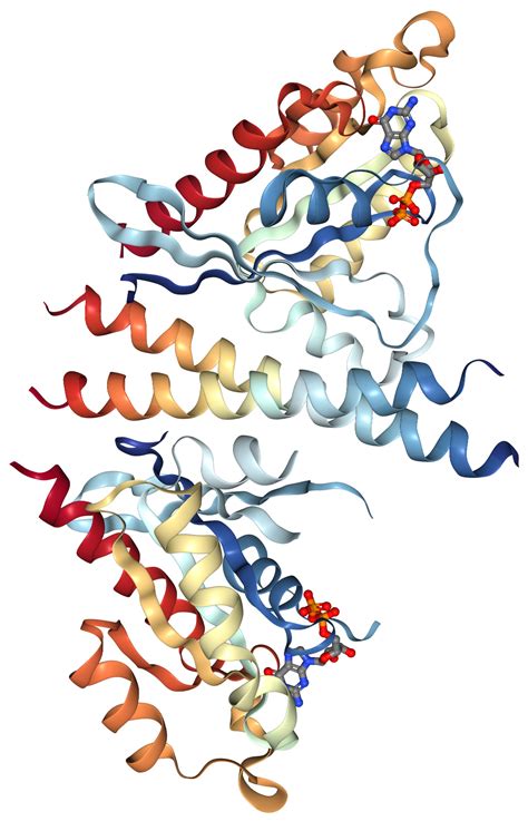 Rab11b Protein Overview Sino Biological