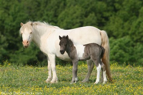 Hoofpick | A Guide to Miniature Horse Care