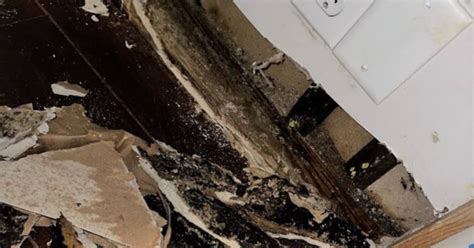 Common Types Of Mold In Florida Homes And How To Remove Them Florida