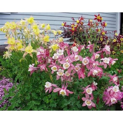 BELL NURSERY 1 Gal Aquilegia Columbine Plant 142100 The Home Depot