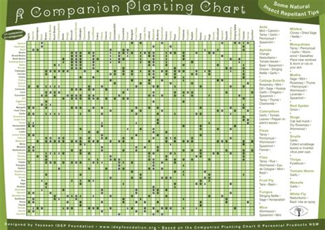 Garden Planting Schedule Zone 6 Fasci Garden