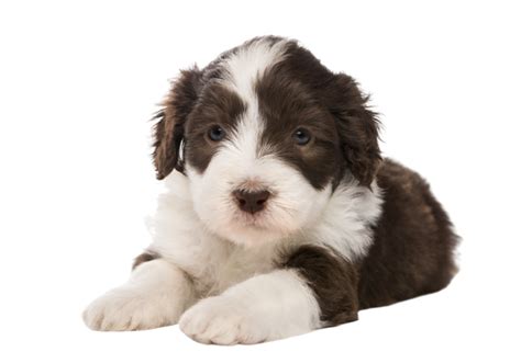 Bearded Collie Steckbrief Charakter Lebenserwartung And Pflege