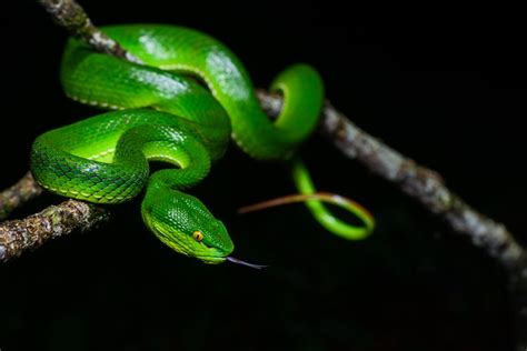 White-Lipped Pitviper Snake Bite