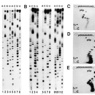 Sequence Analysis Of X And Y RNAs X And Y RNAs Were Labeled At The