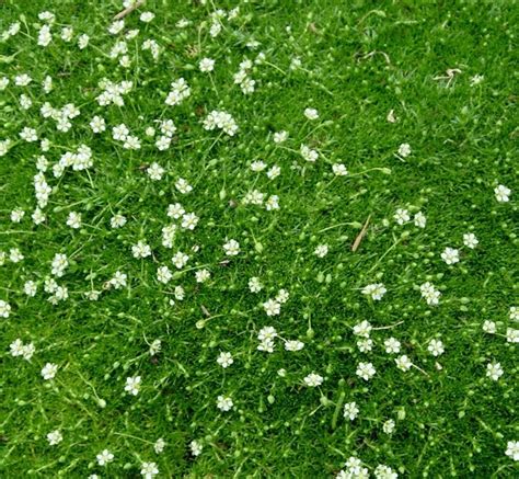 500 Seeds - Irish Moss - Ground Cover - Other Plants, Seeds & Bulbs