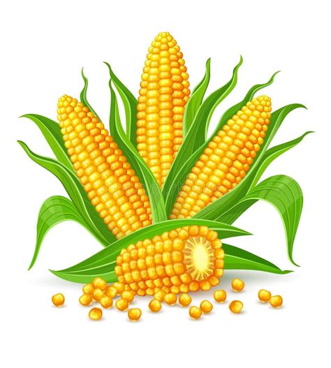 Corn Cobs Isolated Stock Vector Illustration Of Green