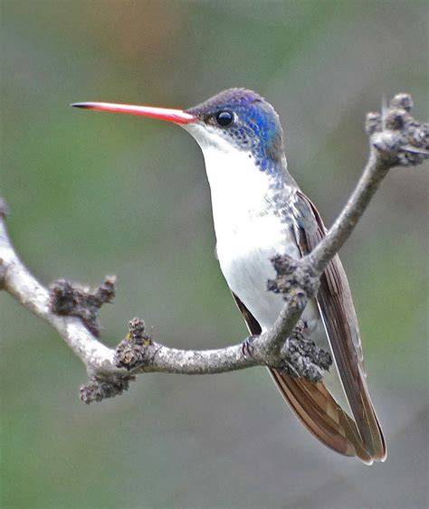 Violet-crowned Hummingbird - eBirdr