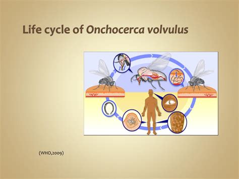 Ppt Onchocerciasis Powerpoint Presentation Free Download Id1946841