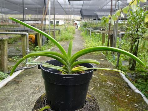 原生蘭花Vanda sanderiana var alba 白 桑德萬代蘭 優秀的母本 實生苗 露天市集 全台最大的網路購物市集