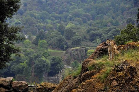 Heres All You Need To Know About Silent Valley National Park