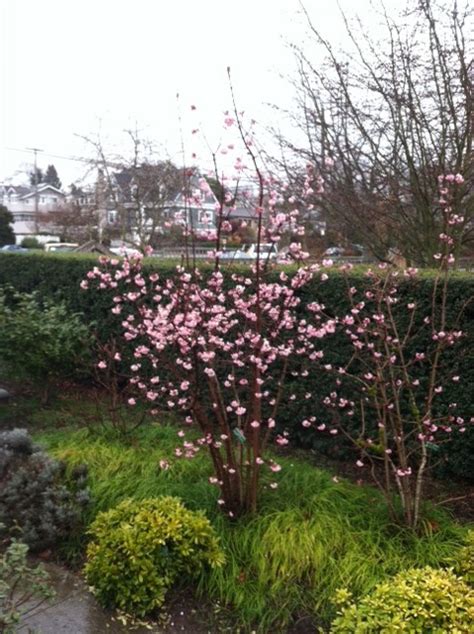 Viburnum X Bodnantense Dawn Kiefer Nursery Trees Shrubs Perennials