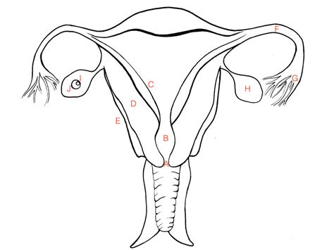 Female Reproductive Tract Diagram Quizlet