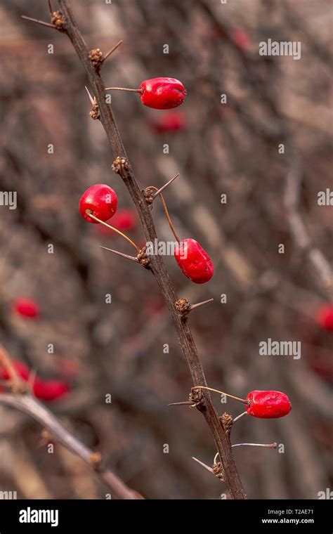 Thorns on barberry hi-res stock photography and images - Alamy