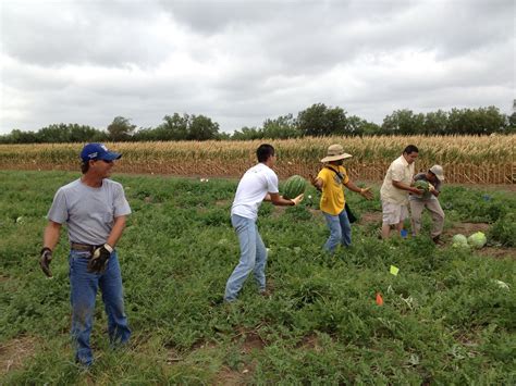 Watermelon Harvest - AgriLife Today