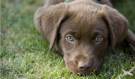 Advice on Caring for Your Labrador Puppy