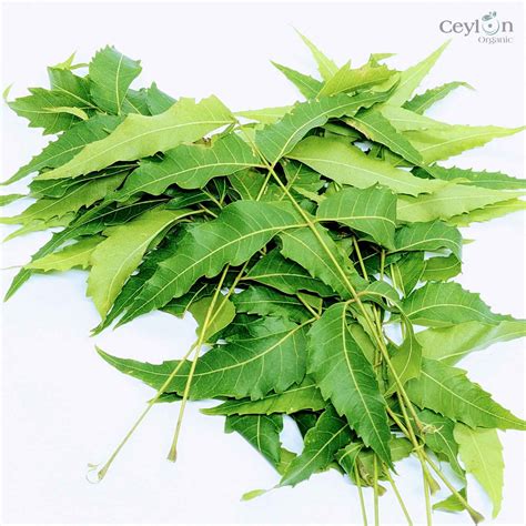 2kg Neem Leafs Neem Leaves Dried Neem Leaf Dried Neem Leaves Cey Ceylon Organic