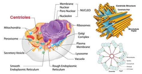 Centrioles Definition Structure Functions And Diagram