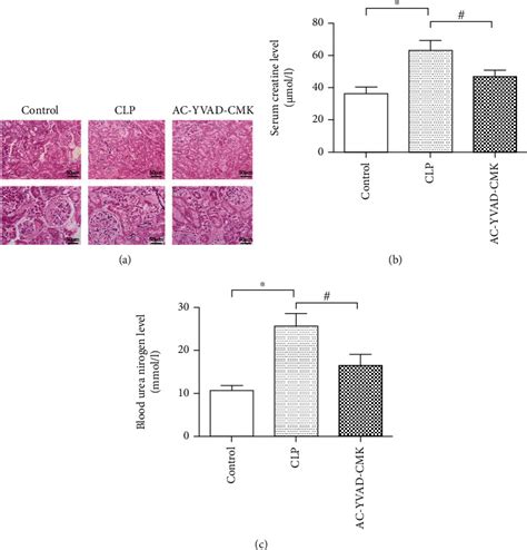 Caspase 1 Inhibitor AC YVAD CMK Inhibits Pyroptosis And Ameliorates