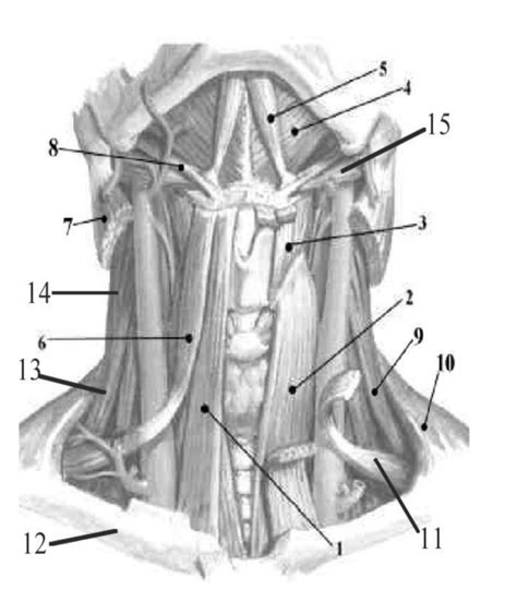 NECK MUSCLES Diagram | Quizlet