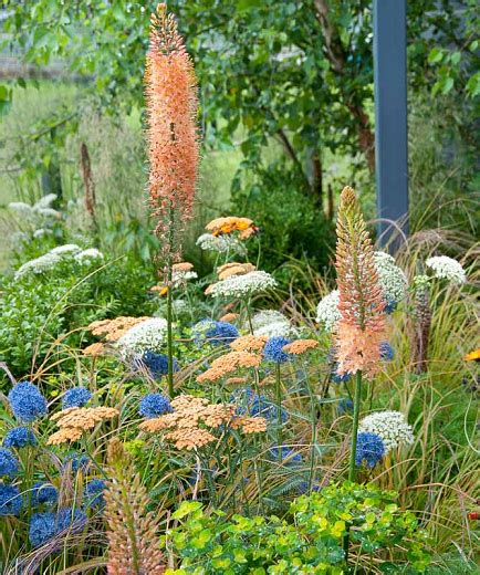 The Marriage Of Peach And Blue Colors In This Garden Border Is