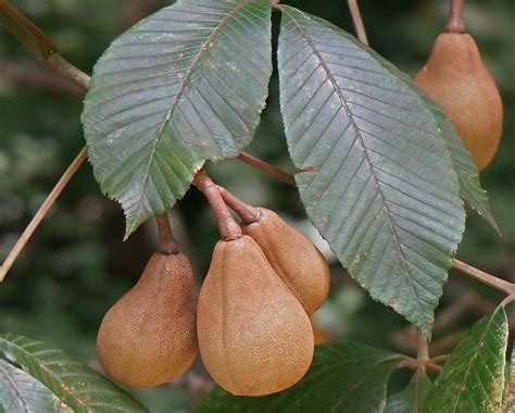 Kostenlose Foto Baum Natur Ast Frucht Blatt Blume Lebensmittel