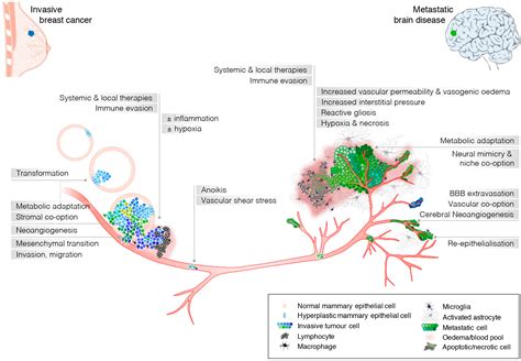 Cancer Cell Metastasis