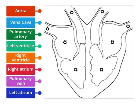 Label heart and major blood vessels - Labelled diagram