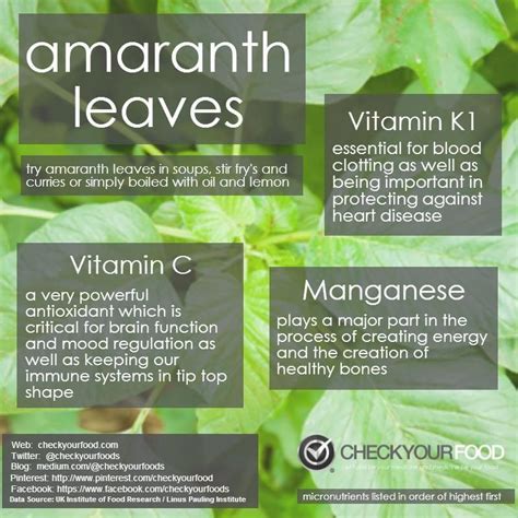 Amaranth Leaves Amaranth Food Medicine Clean Eating Salads