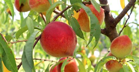 7 Places To Try Palisade Peaches In Palisade Colorado