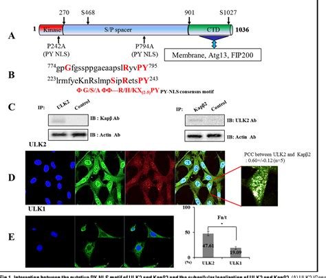 Figure 1 From ULK2 Ser 1027 Phosphorylation By PKA Regulates Its