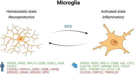 Frontiers | Impact of non-neuronal cells in Alzheimer’s disease from a ... 