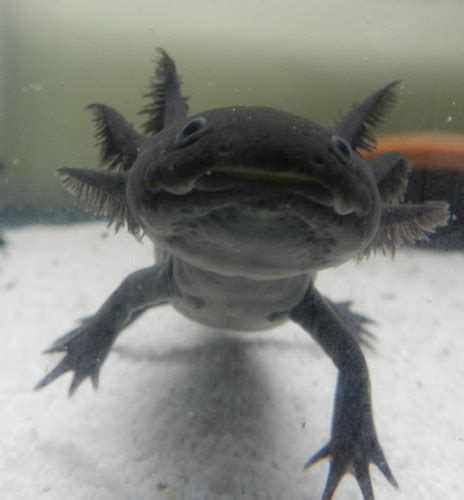 Melanistic "All Black" Juvenile | Western Axolotl 1