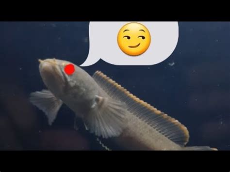 Cara Merawat Ikan Channa Limbata Hasil Tangkapan Alam Youtube