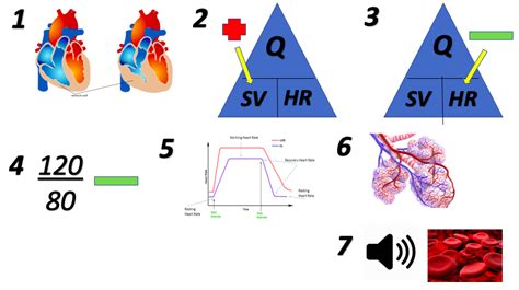 Adaptations Of The Cardiovascular System Diagram Quizlet