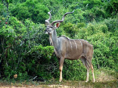 African Antelope 1 Free Photo Download | FreeImages