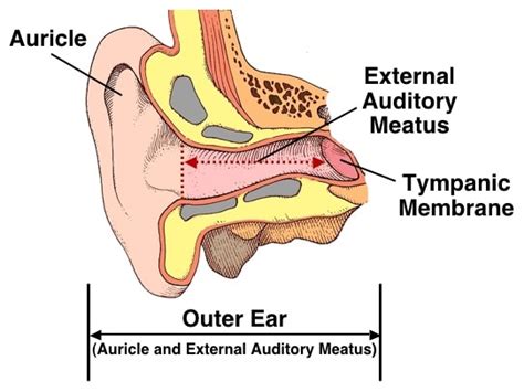 External Acoustic Meatus – Definition, Location, Function, Anatomy ...