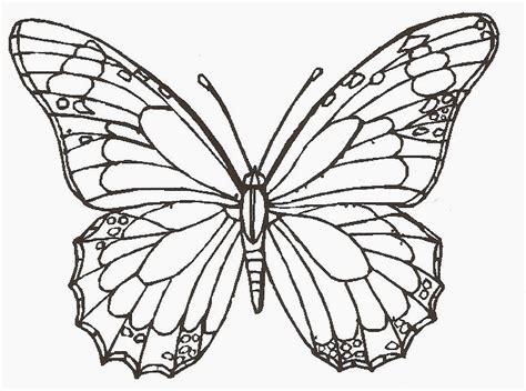 Butterfly Line Drawing At Getdrawings Free Download