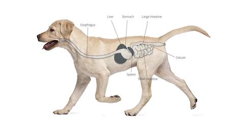 Gastroesophageal Reflux In Dogs Hot Dog On A Leash