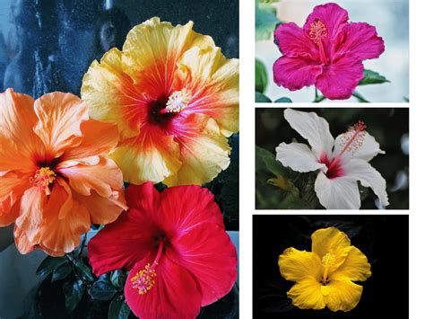 Make The Most Of Your Tropical Hibiscus Care Tips And Creative Uses