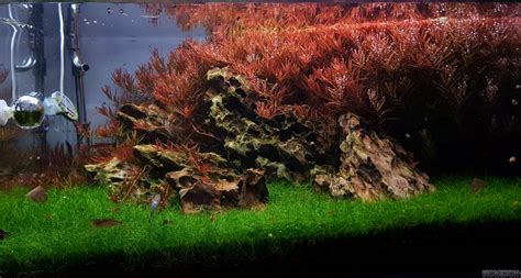 DIY 60P Acryl Flowgrow Aquascape Aquarien Datenbank