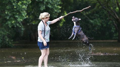 Cairns Dog Parks Best Off Leash And On Leash Dog Walking Spots List