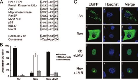 Evidence For A Functional Nuclear Export Sequence In Orf 3b A