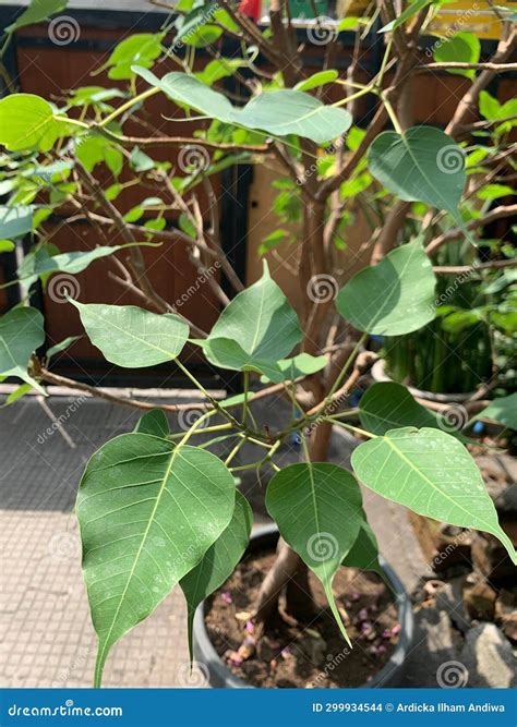 Ficus Religiosa Or Sacred Fig Is A Species Of Fig Native To The Indian