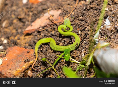 [最も人気のある！] green pit 164450-Green pit viper venom