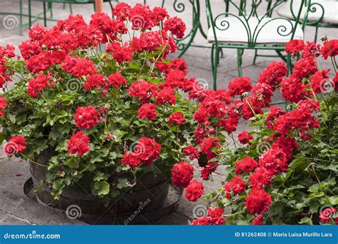 Flower Pots with Red Geraniums Stock Photo - Image of decorative ...